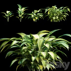 Dieffenbachia amoena